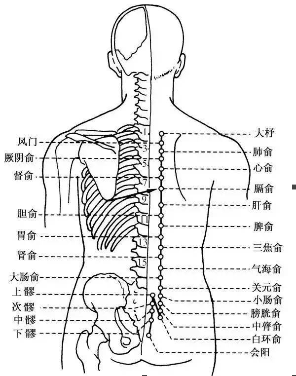 肝胆经位置图片