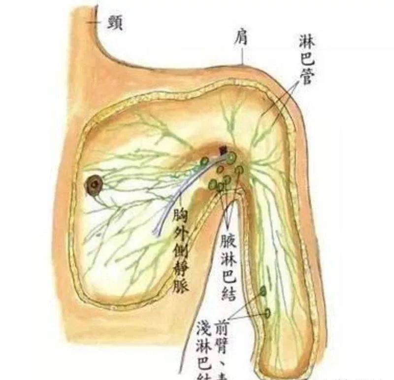 内乳淋巴结解剖位置图片