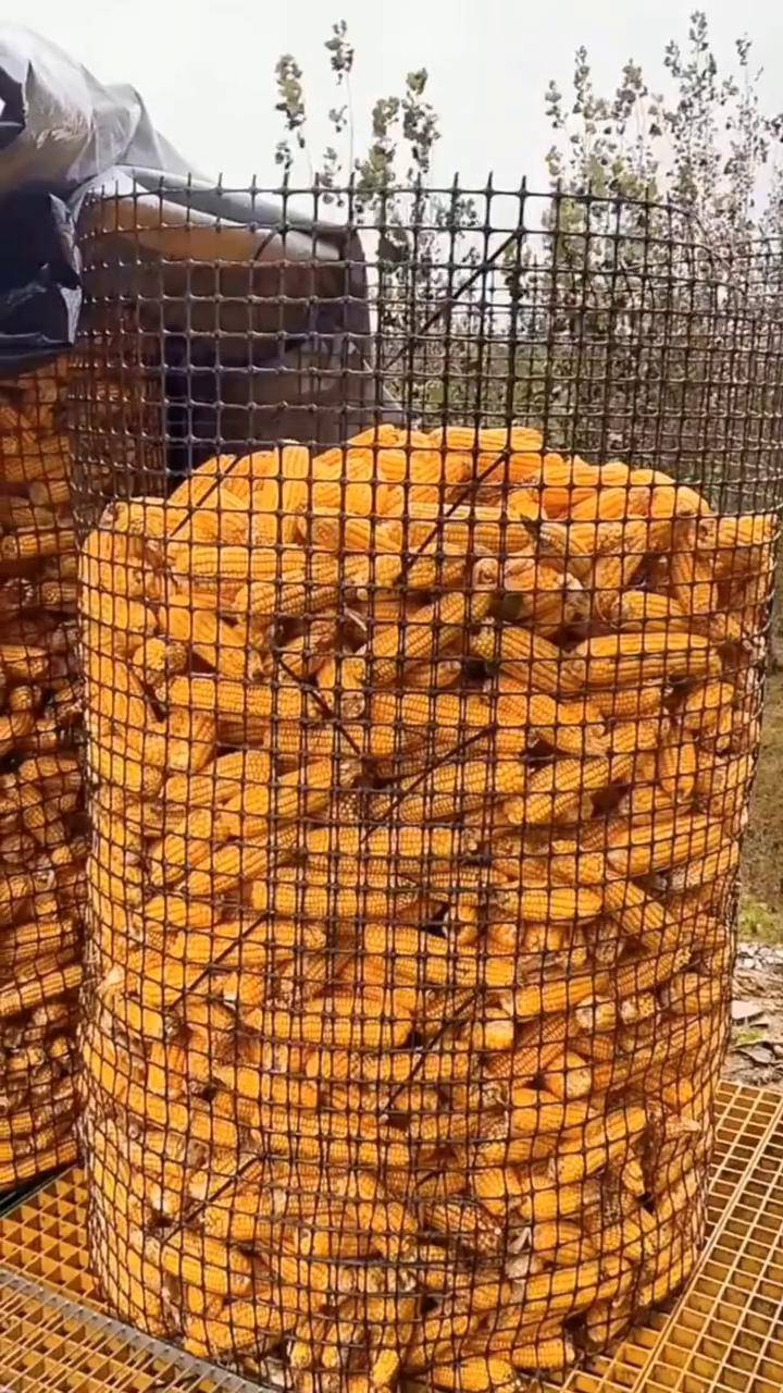 玉米围网 圈玉米网 玉米架子专用围网 玉米囤 三农