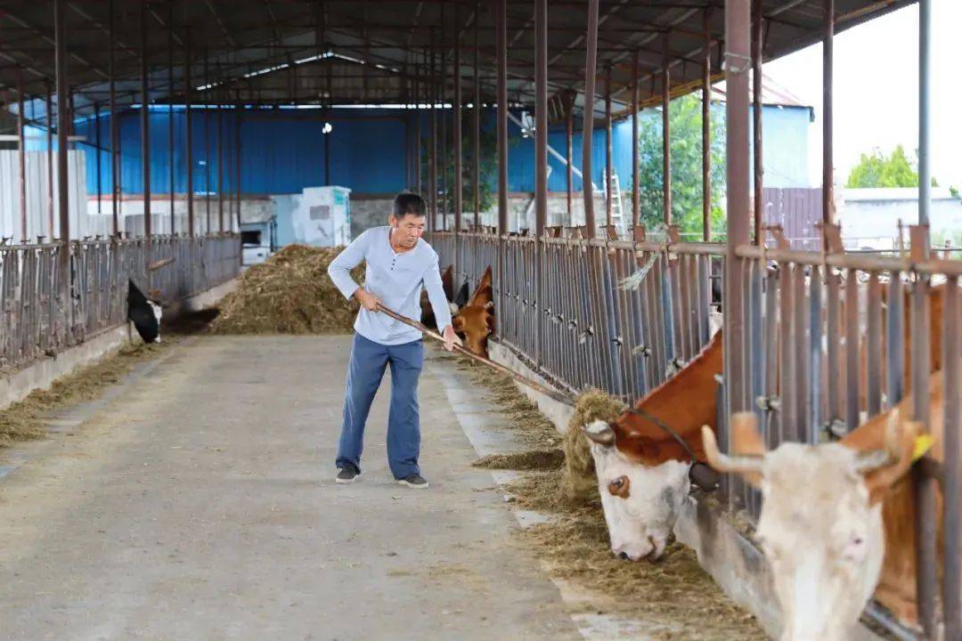 奶牛养殖促增收,乡村振兴"犇"起来