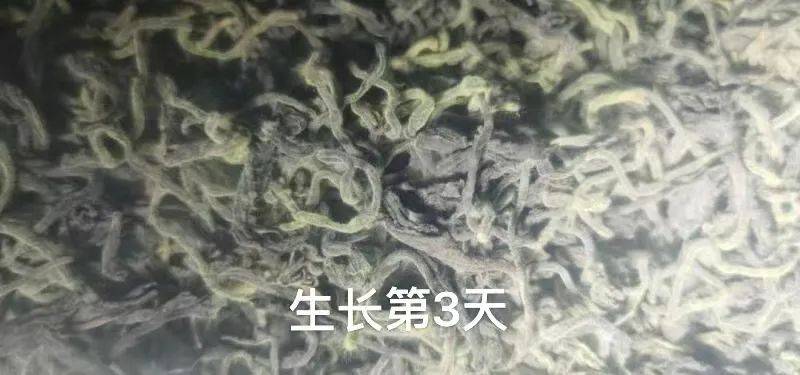 我是不是要怼回去?