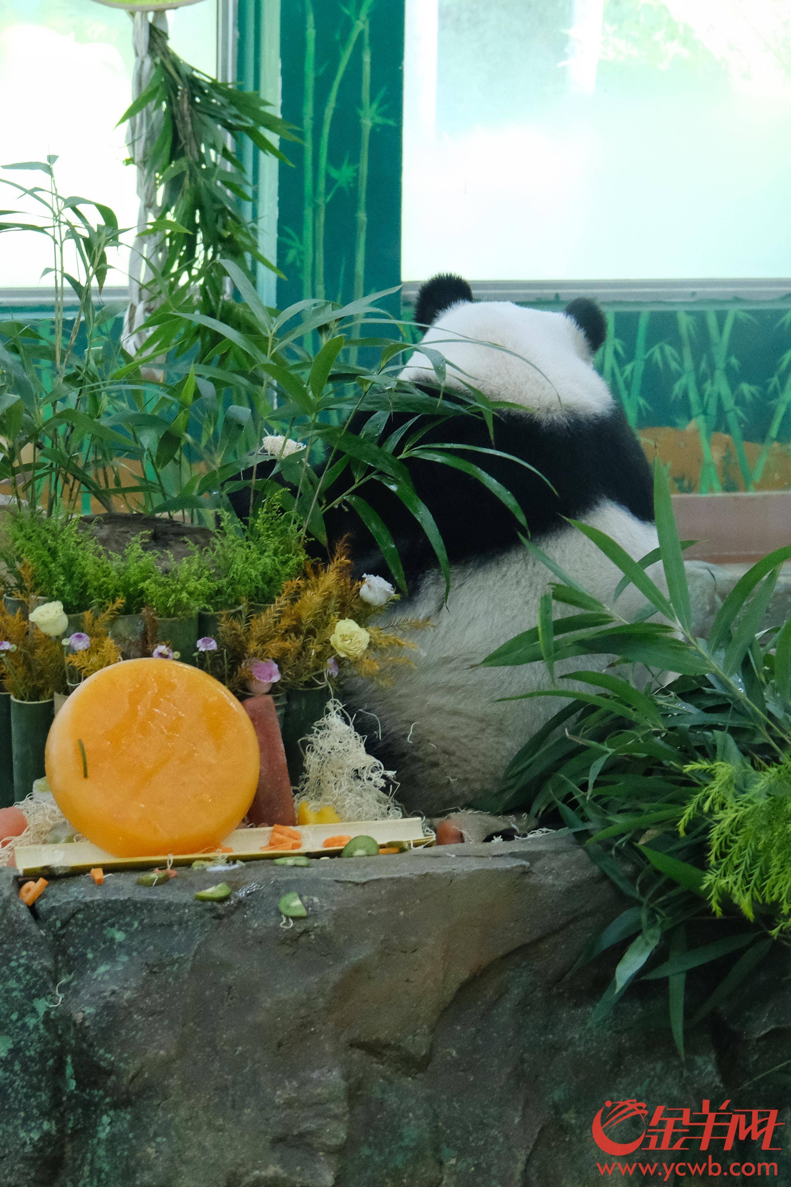 视频 |顶流生日有点甜广州动物园大熊猫兄妹迎来11岁生日会