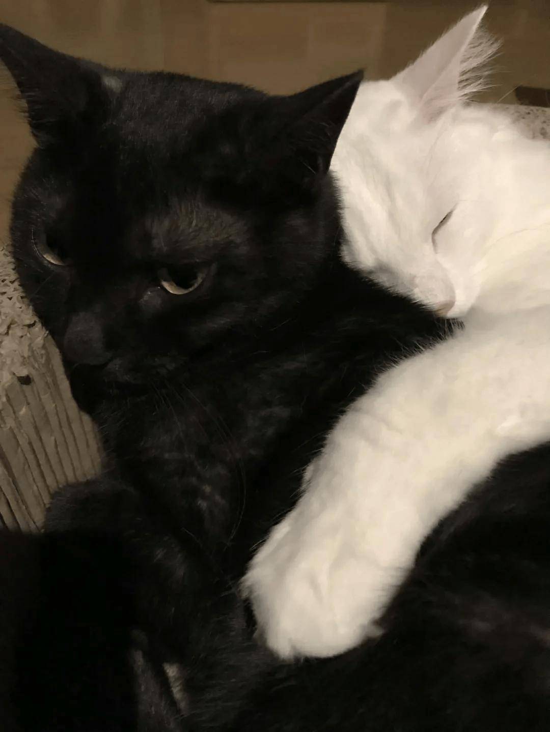 黑猫与白猫,画面太美!