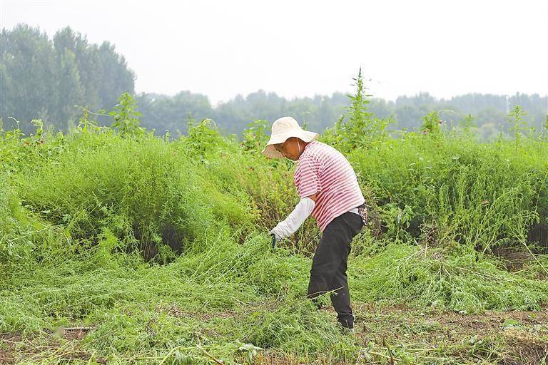 眼下正值中药材荆芥成熟季节,在香河县安平镇一处中草药种植基地,工人