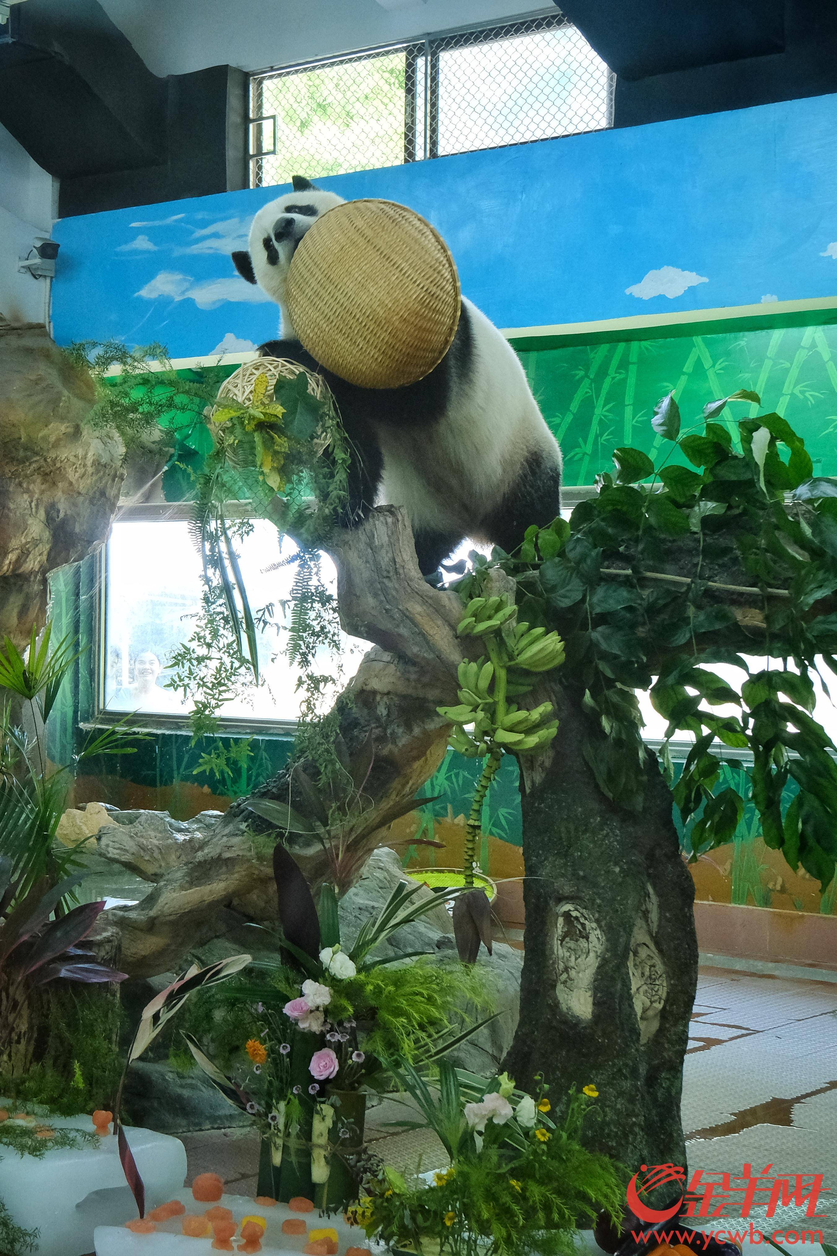 视频 |顶流生日有点甜广州动物园大熊猫兄妹迎来11岁生日会