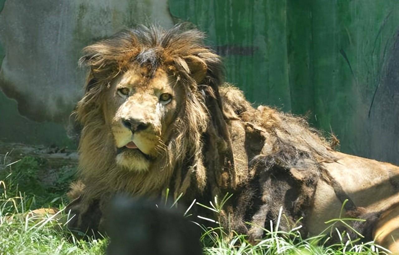 黔灵山公园狮子很邋遢?公园管理处:将改善"狮王"形象