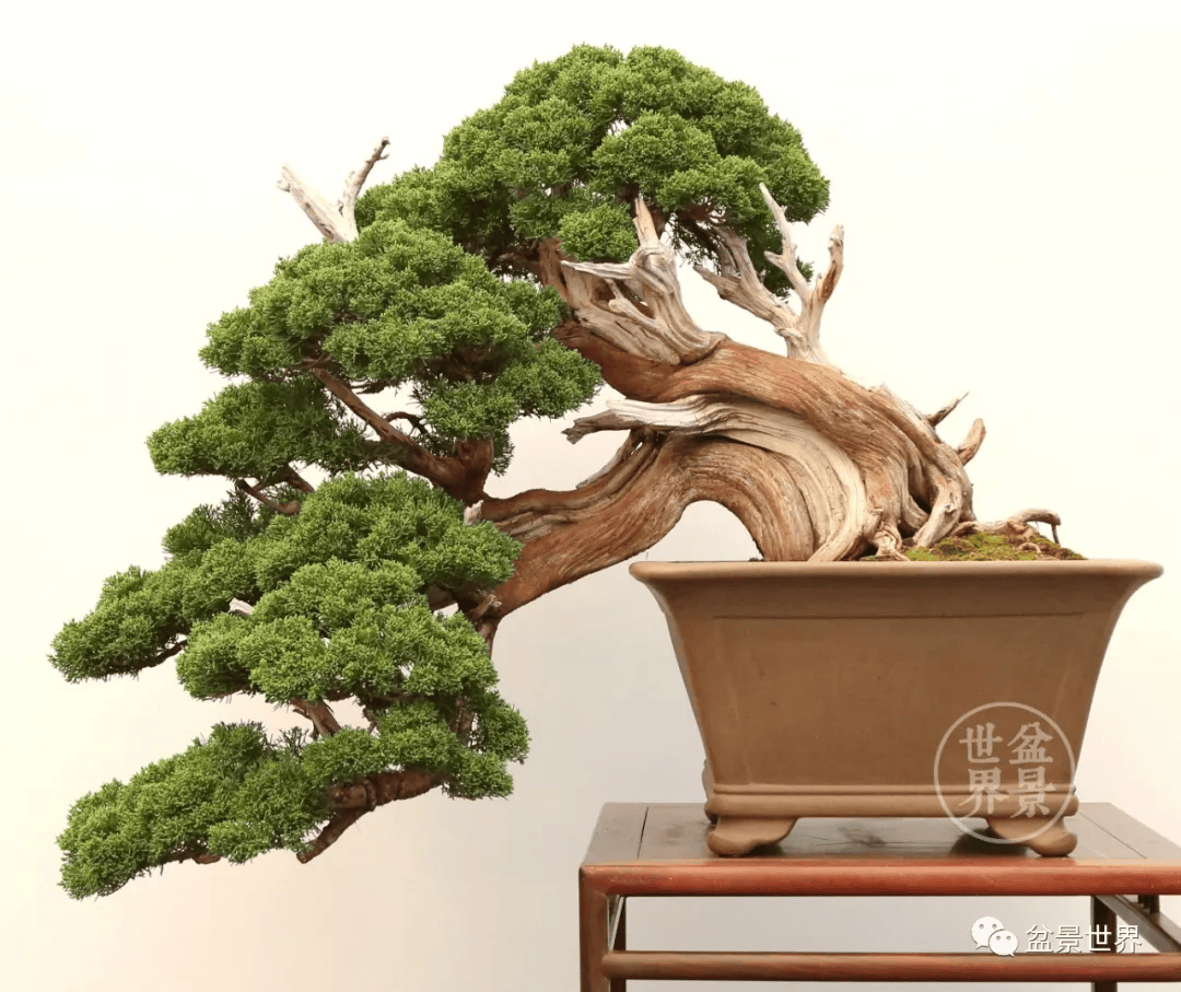 盆景_作品_真柏