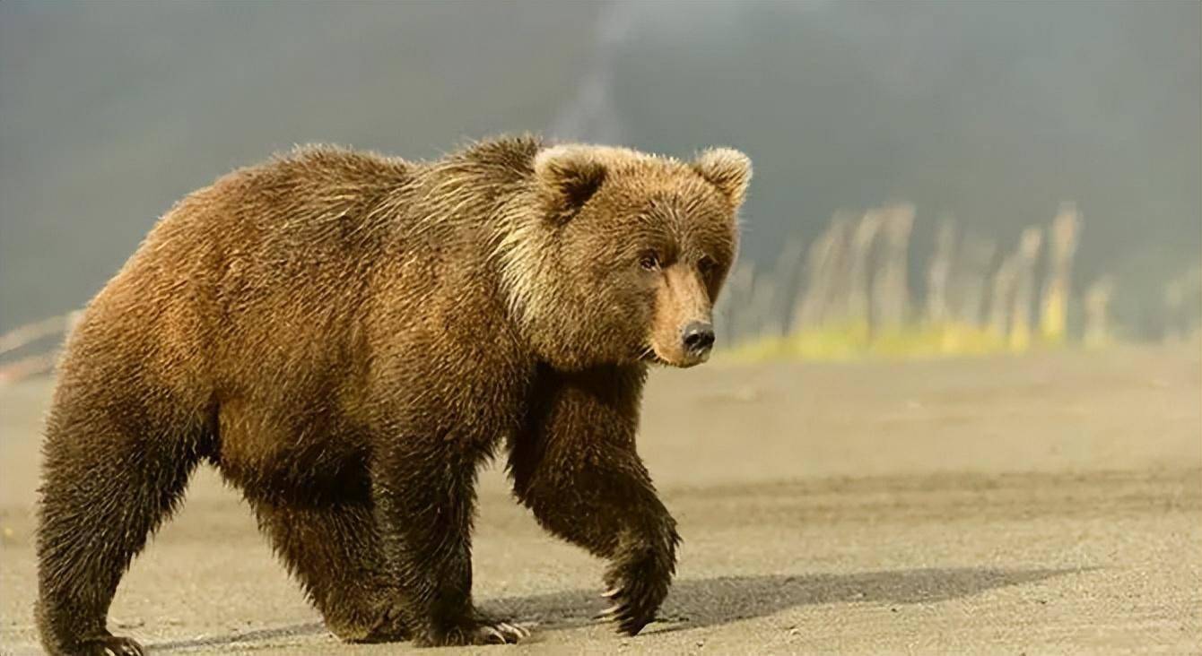 棕熊的体型健硕,是杂食性动物,它的适应性很强,从荒漠到草原,再到冰原