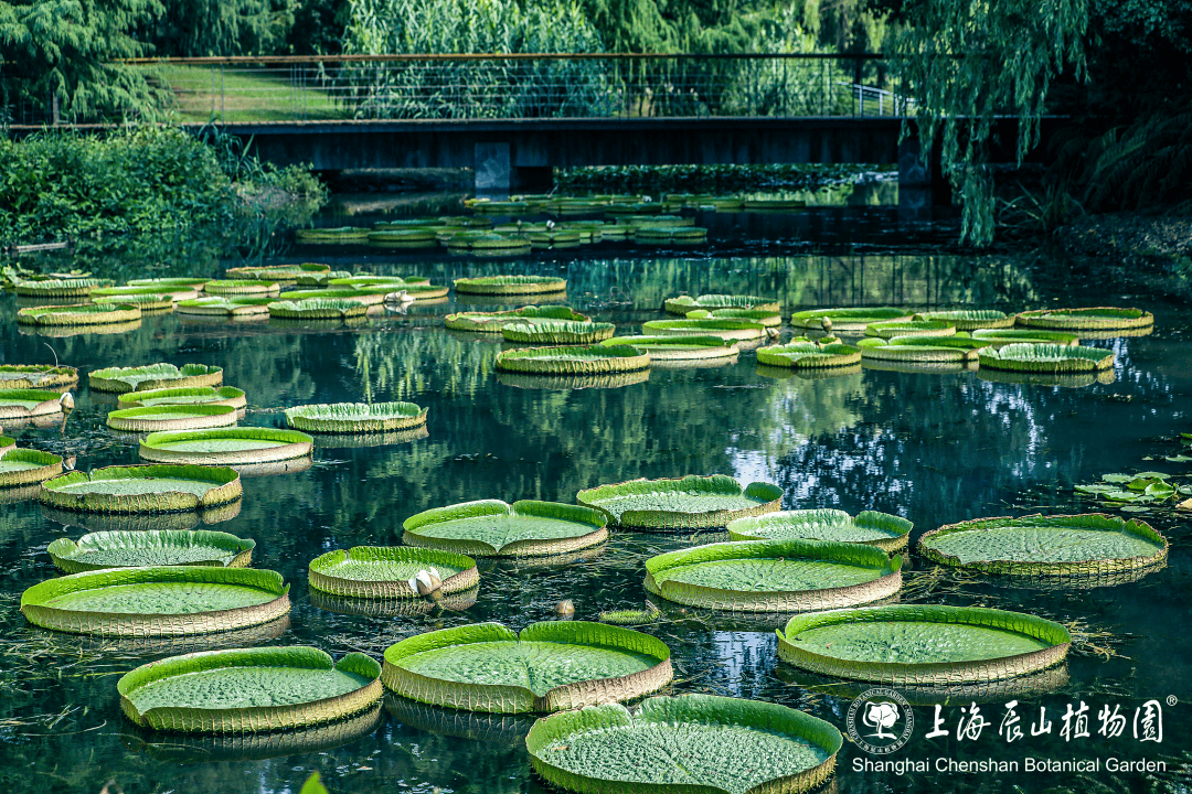 辰山植物园水生植物园图片