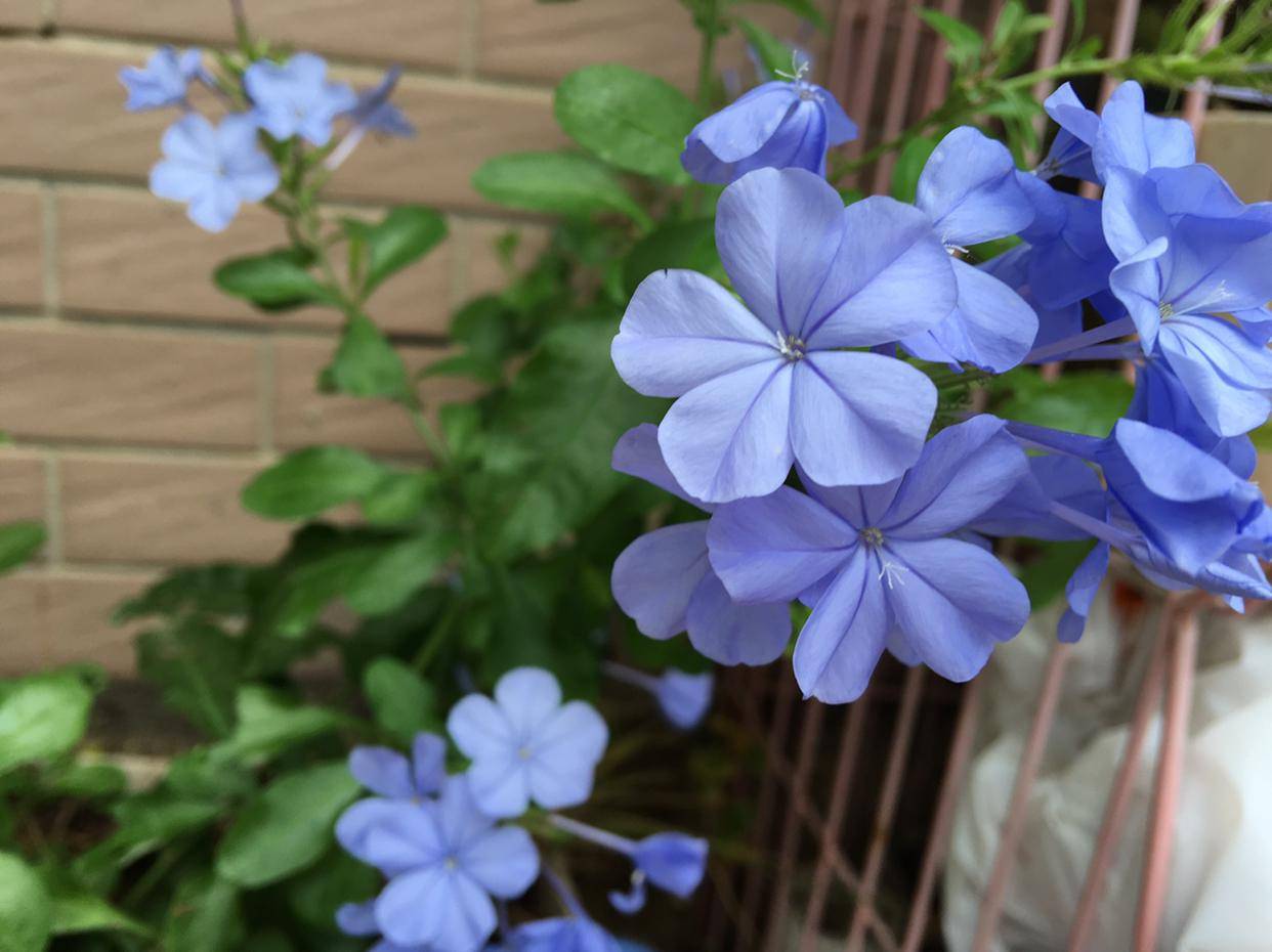 7月,阳台上天天开花的5种花,晒也好热也好,一直开花不停