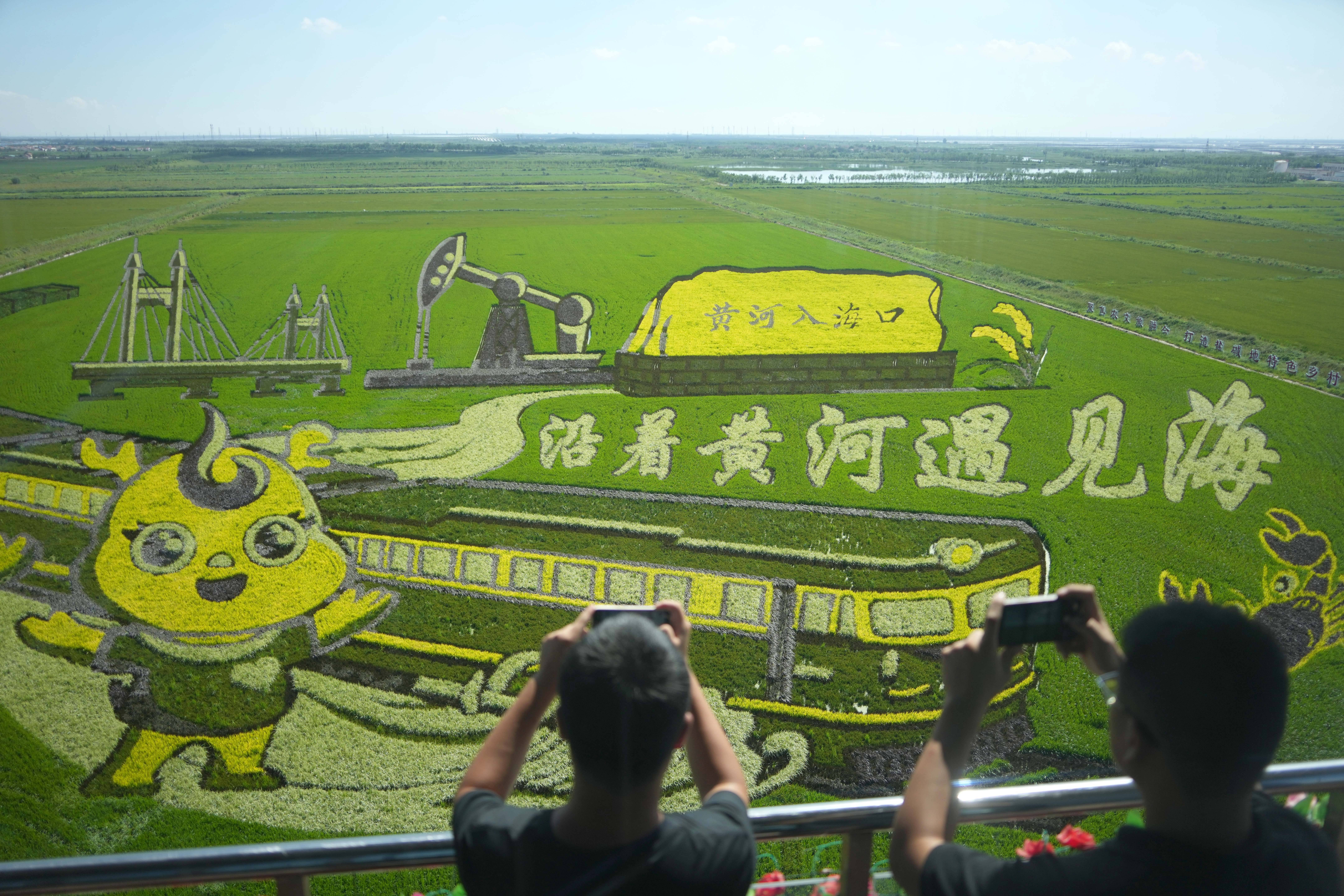 山东东营:稻田作画绘美景