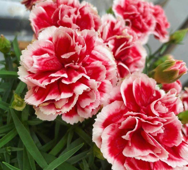 康乃馨其实很好养,记住这3点,一直都开花,花色鲜艳美极了