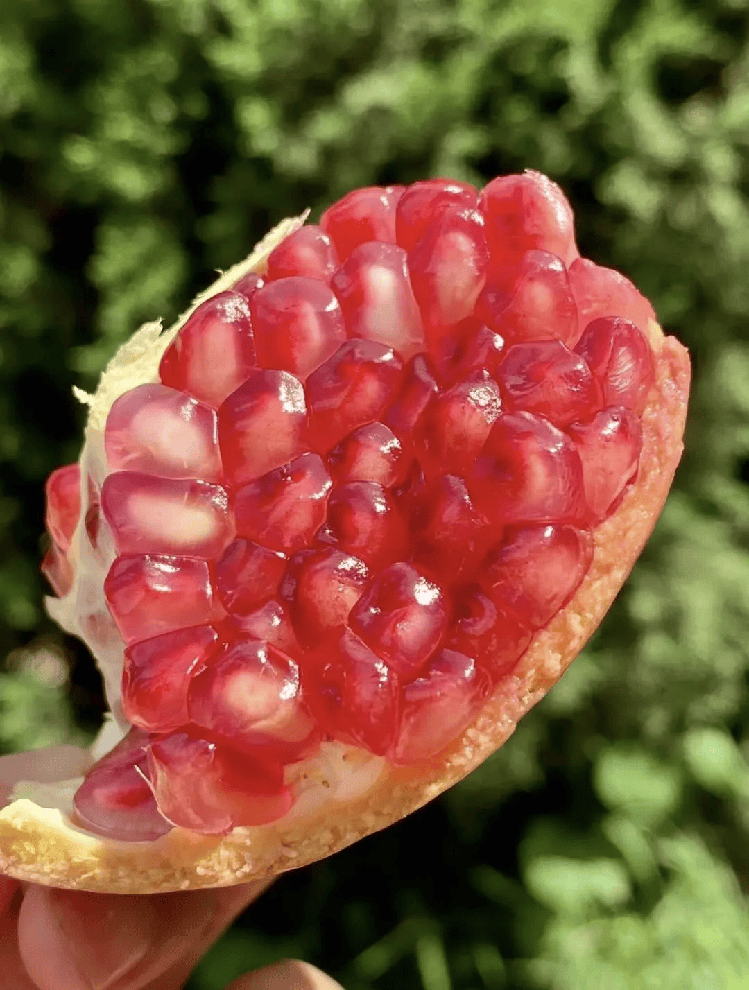 9/大箱,不`甜`包`退`!_石榴_果肉_品种