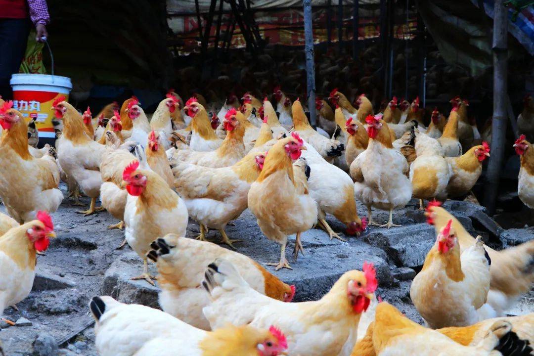 深读｜获得多项荣誉后，肇庆地标品牌如何向“肇庆名牌”进化？