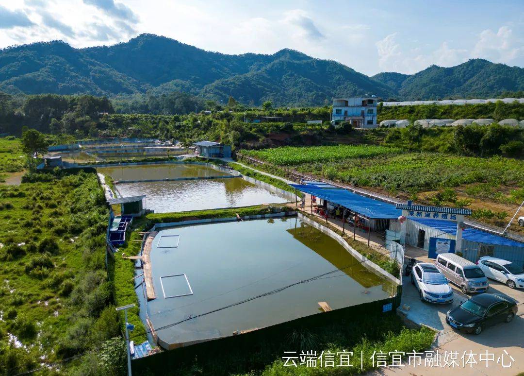 甲鱼池塘建设图片大全图片