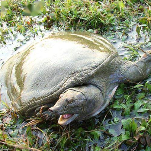 湖南大爷挖到大河鳖