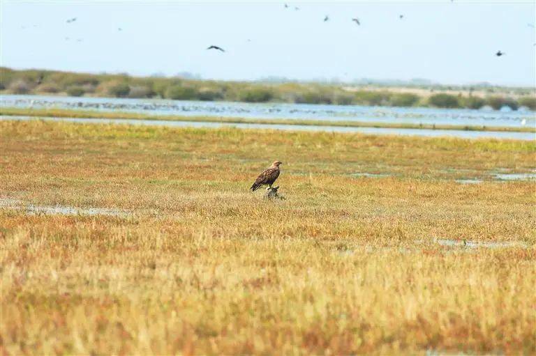 普通鵟出没民勤连古城保护区