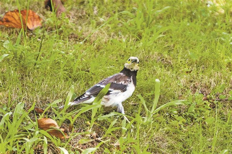 红耳鹎在草地上觅食深圳晚报记者 陆颖 摄▲花朵上的八哥