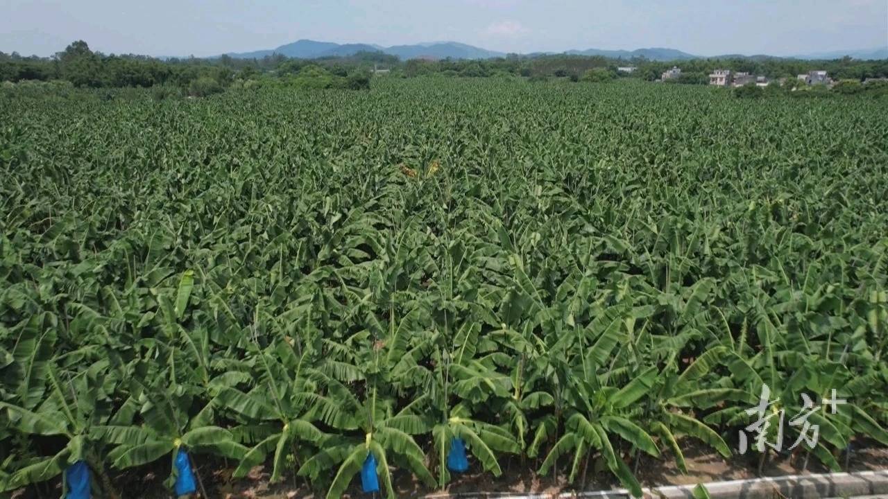 广西十大香蕉基地图片