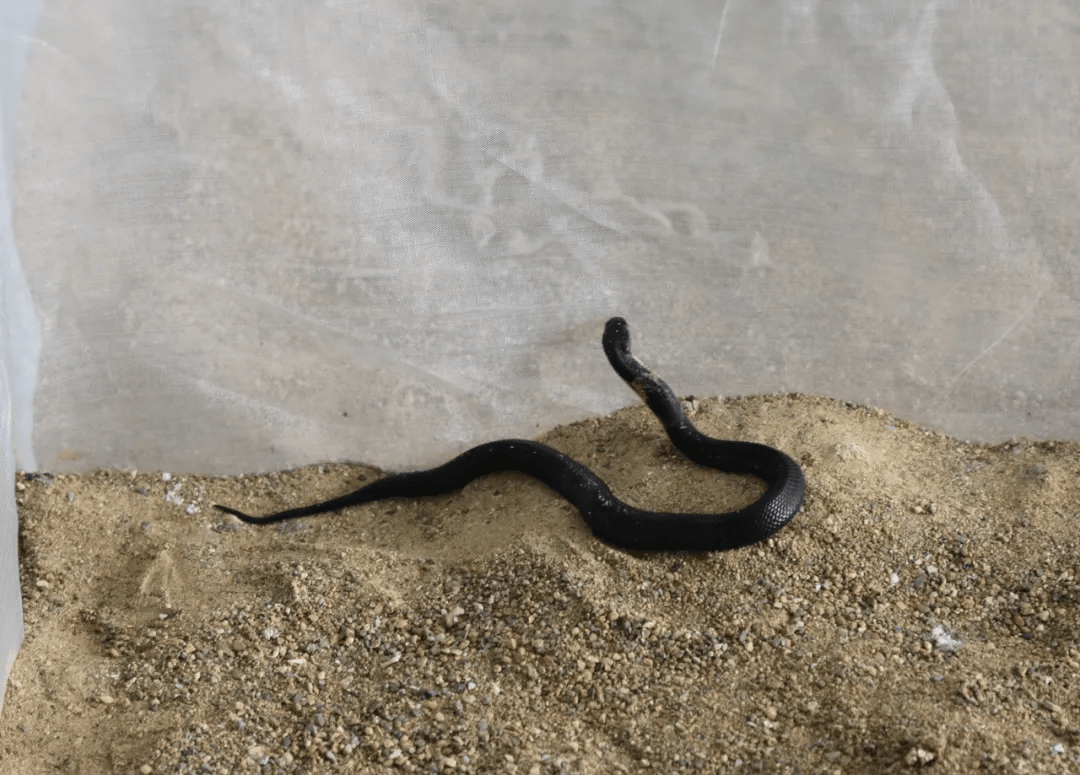 长寿之乡广西龙州:逐卜乡发展药用蛇特色养殖产业,拓宽增收致富路