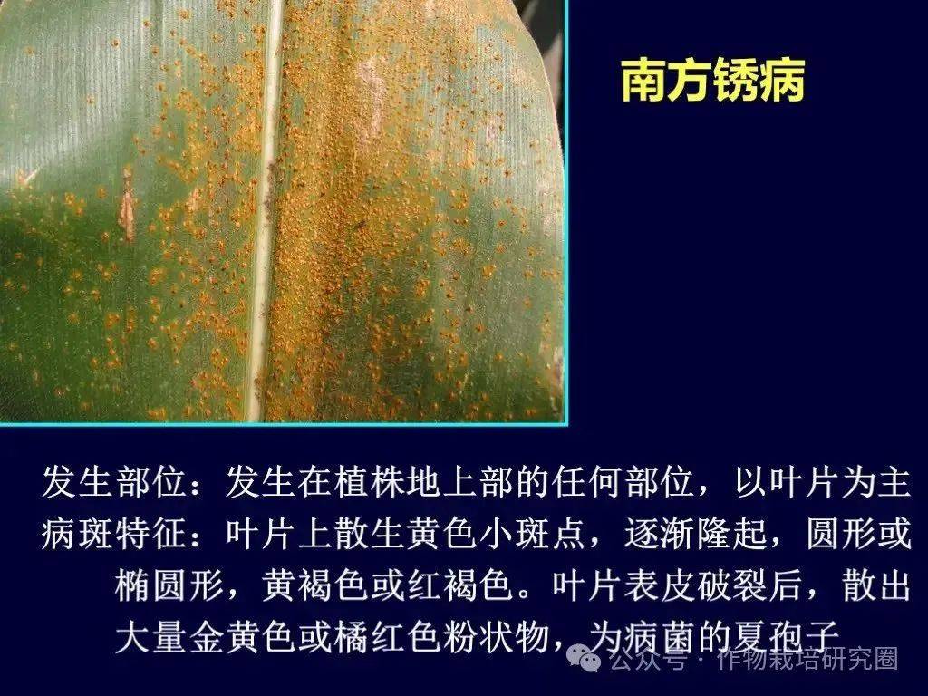 玉米病虫害田间识别及防治技术