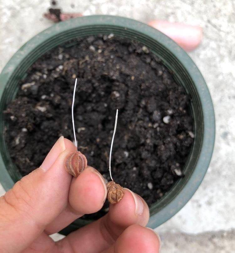"3种"小花,好养漂亮,开花多,长满盆_种植_花儿_种子