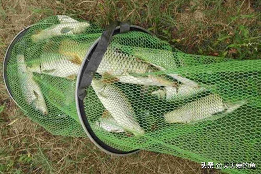 这些钓法边诱边钓，钓鱼效果无敌，会用一种连竿狂拉_鲫鱼_传统_方法