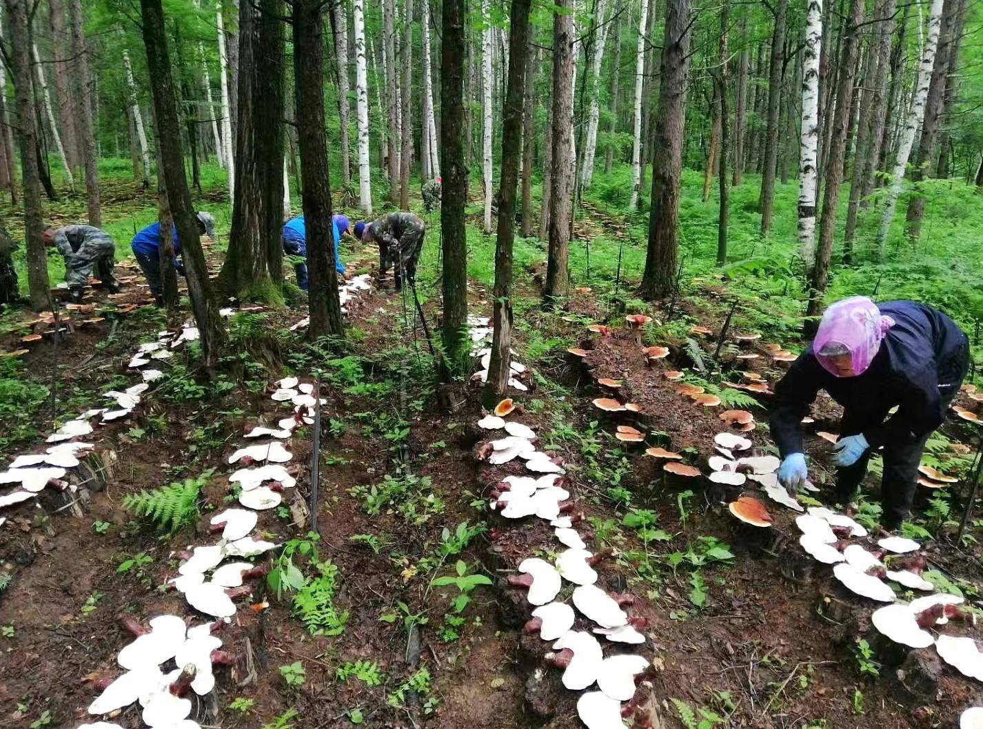 朵朵宛若祥云 颗颗饱满鲜亮,这里的林下灵芝长势喜人!