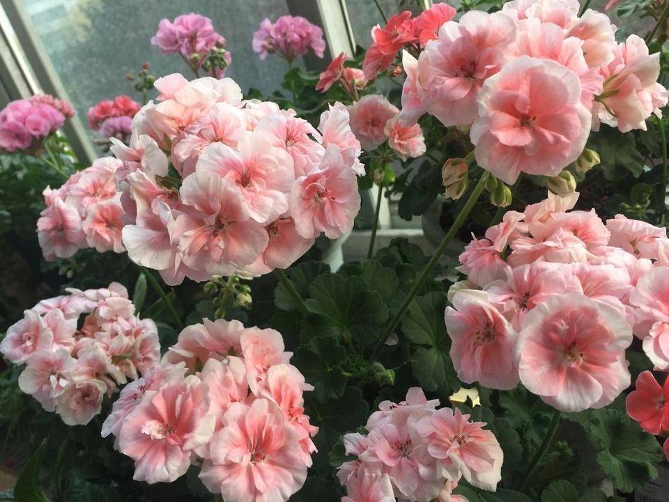 天竺葵国王怎么养?这样做,苗壮花多颜色美,很勤花