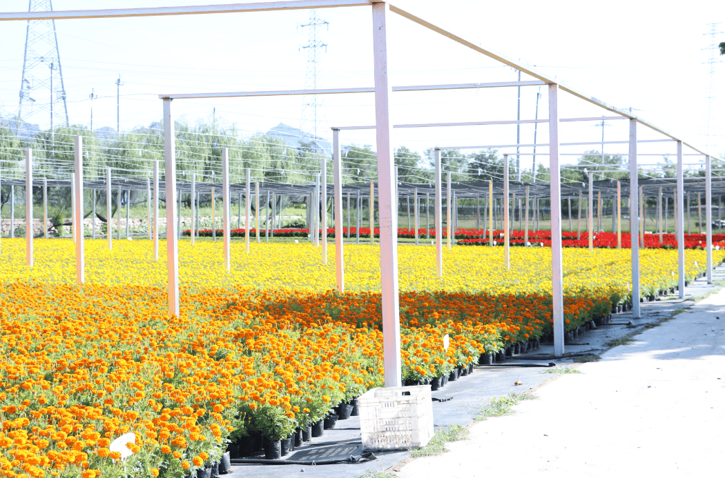 延庆这个基地18万盆鲜花盛放~将投入"两节"花卉市场