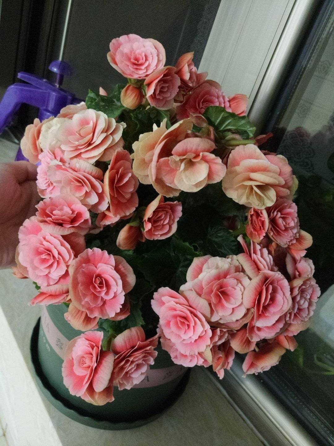 丽格海棠怎么养?做好3点开花一簇簇迷人典雅又繁花