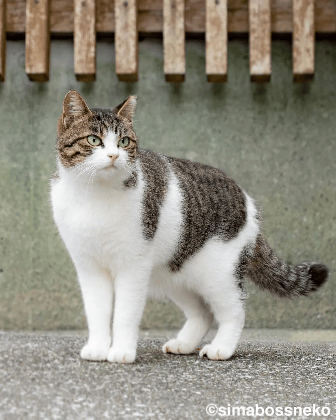 一组超美的流浪猫咪图片 每一只都美到了心坎里