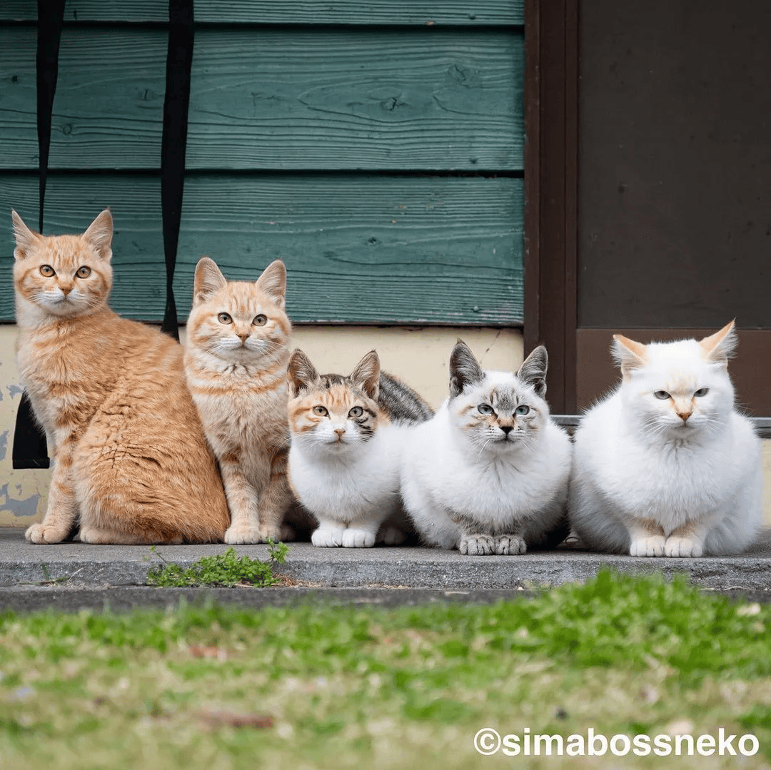 一组超美的流浪猫咪图片:每一只都美到了心坎里