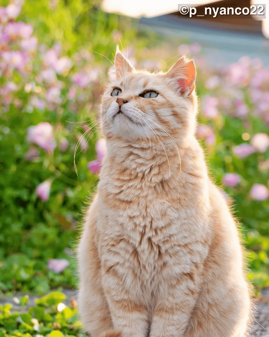 一组超美的流浪猫咪图片 每一只都美到了心坎里