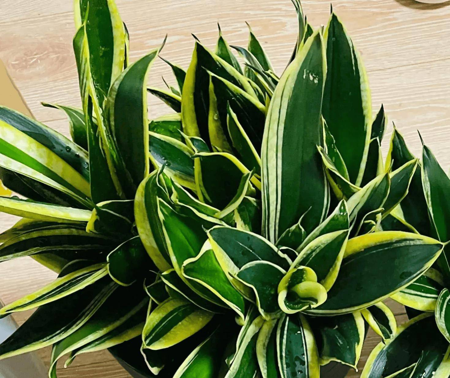 河南一女子因"爆盆虎皮兰"走红,一盆成景,太养眼了