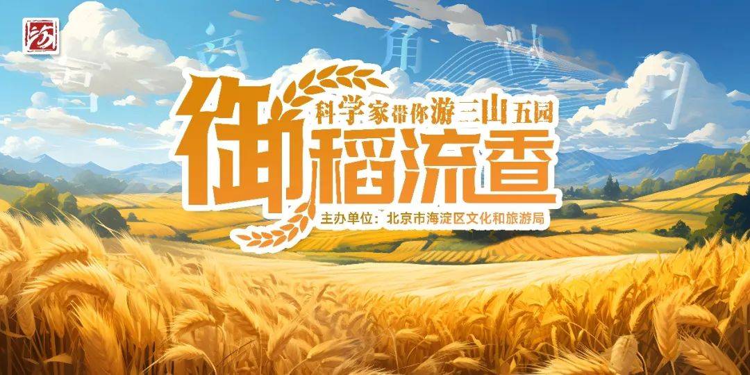 邂逅海淀“稻”梦空间丨2024年“科学家带你游三山五园”生态之角音篇·御稻流香_活动_自然_稻田