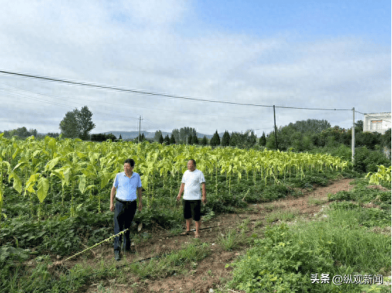 内乡县瓦亭镇:点燃产业发展引擎 拓宽群众致富道路