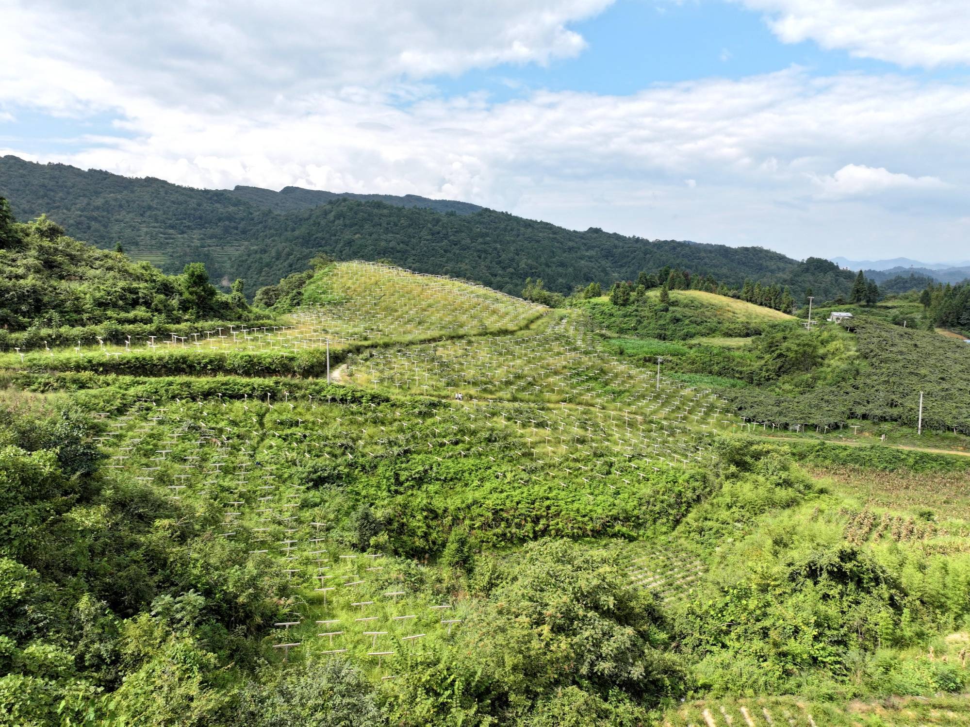 大地乡双坝村猕猴桃种植基地(镇远县融媒体中心供图)接下来,我们双坝