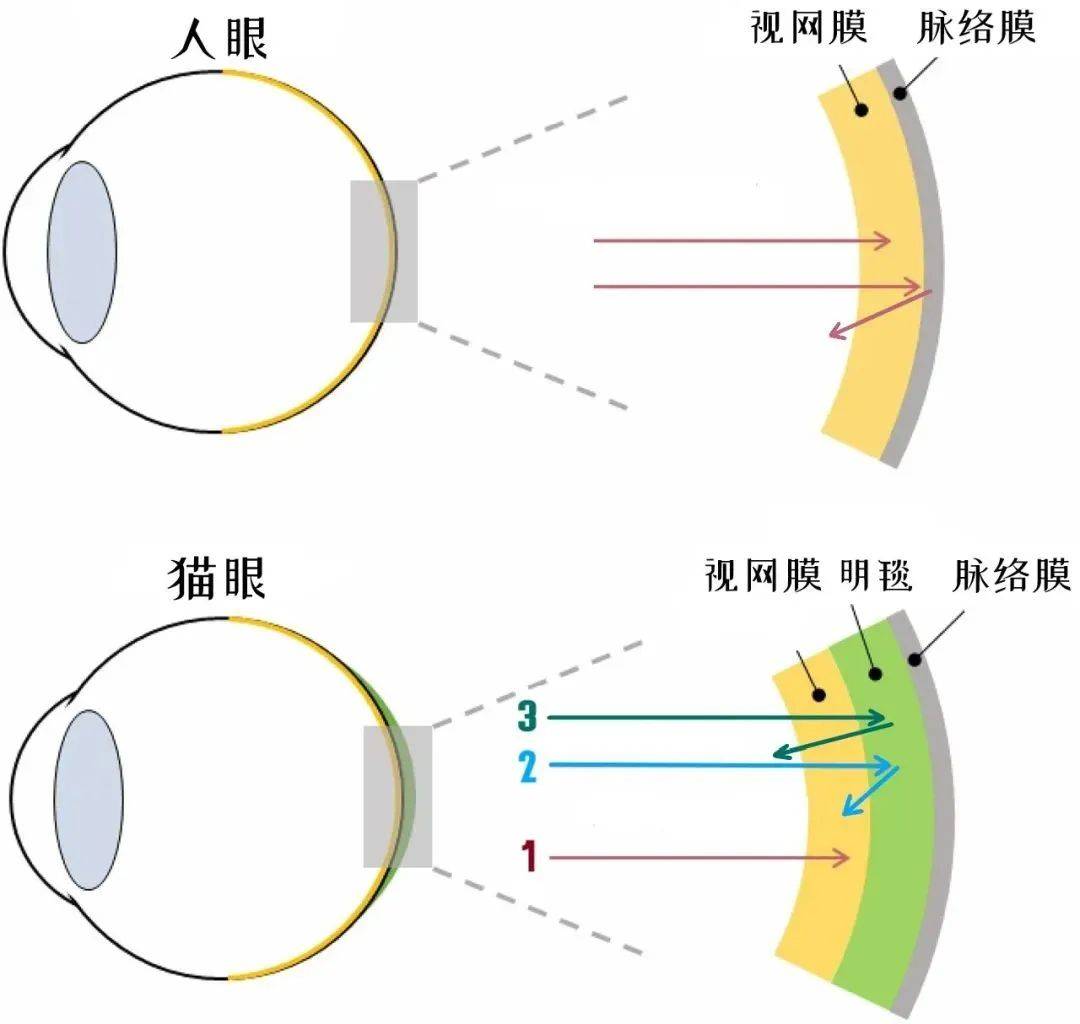 角膜反射图片