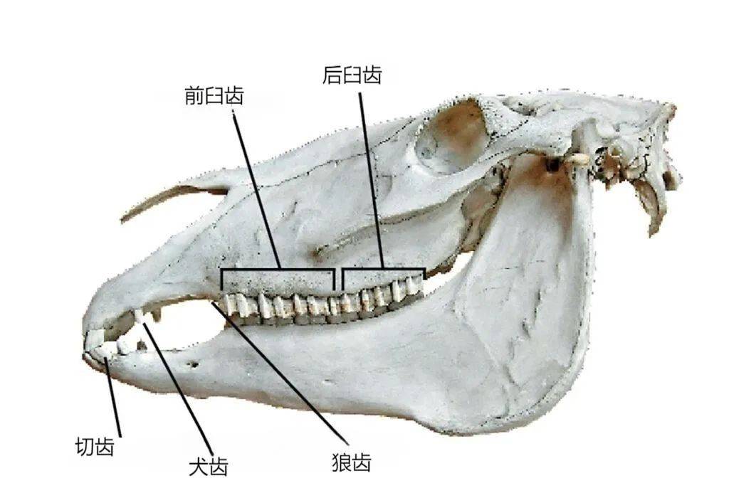 马的牙齿上下图片大全图片