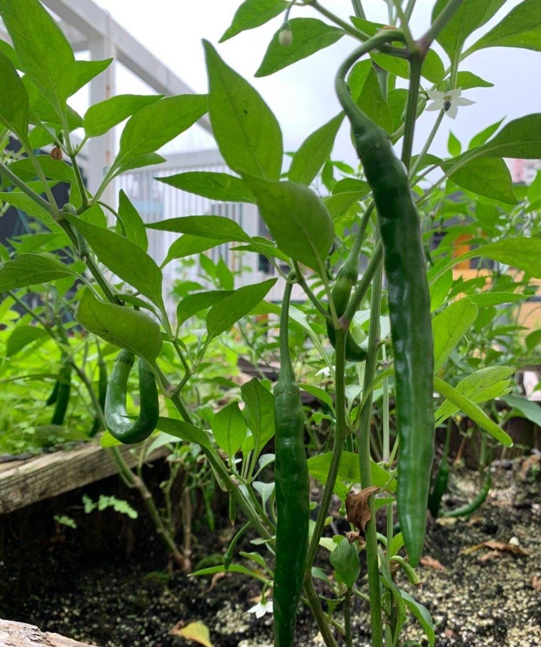 花盆种菜图片欣赏图片