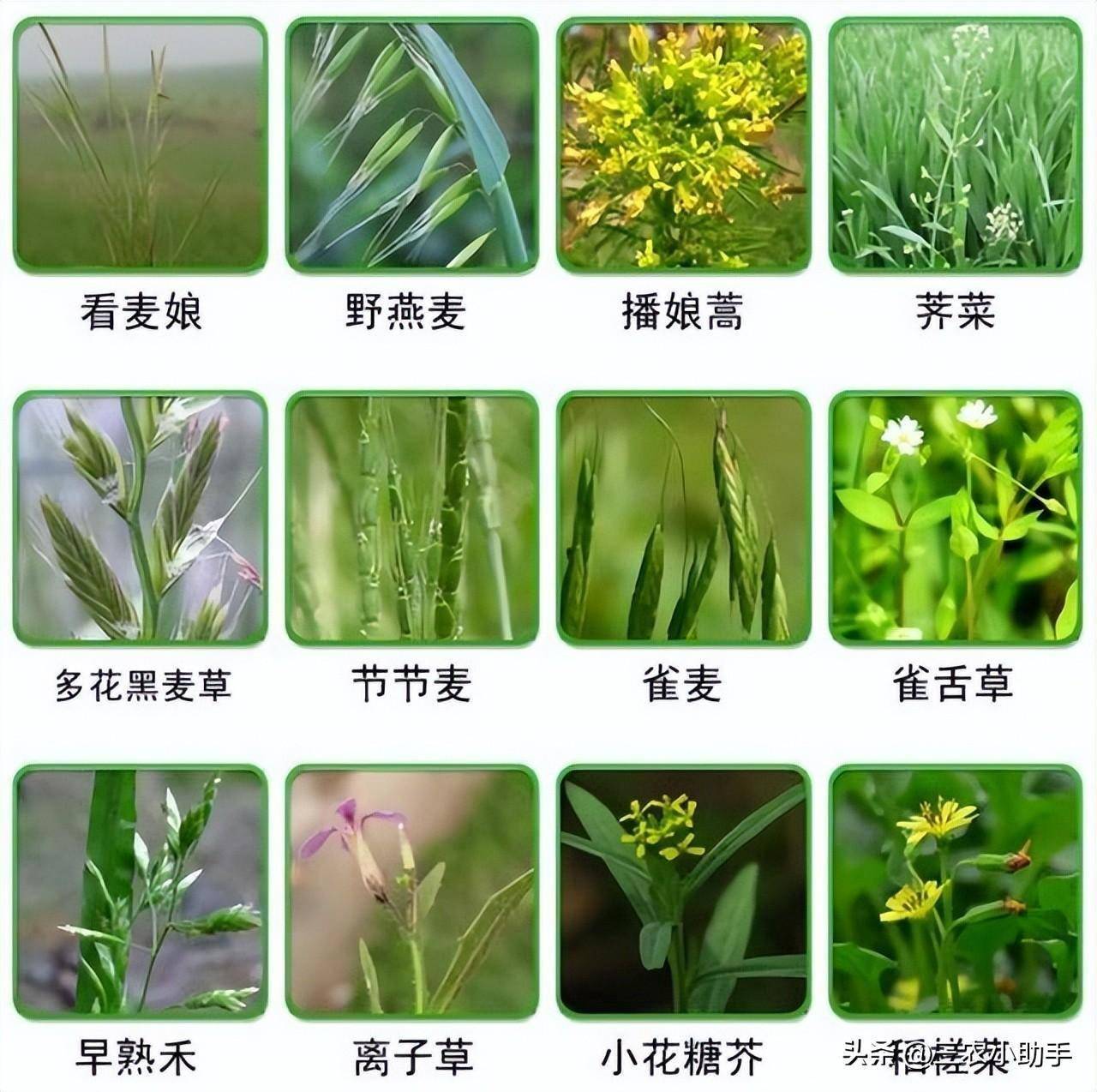 小麦田杂草种类,防治方法和注意事项