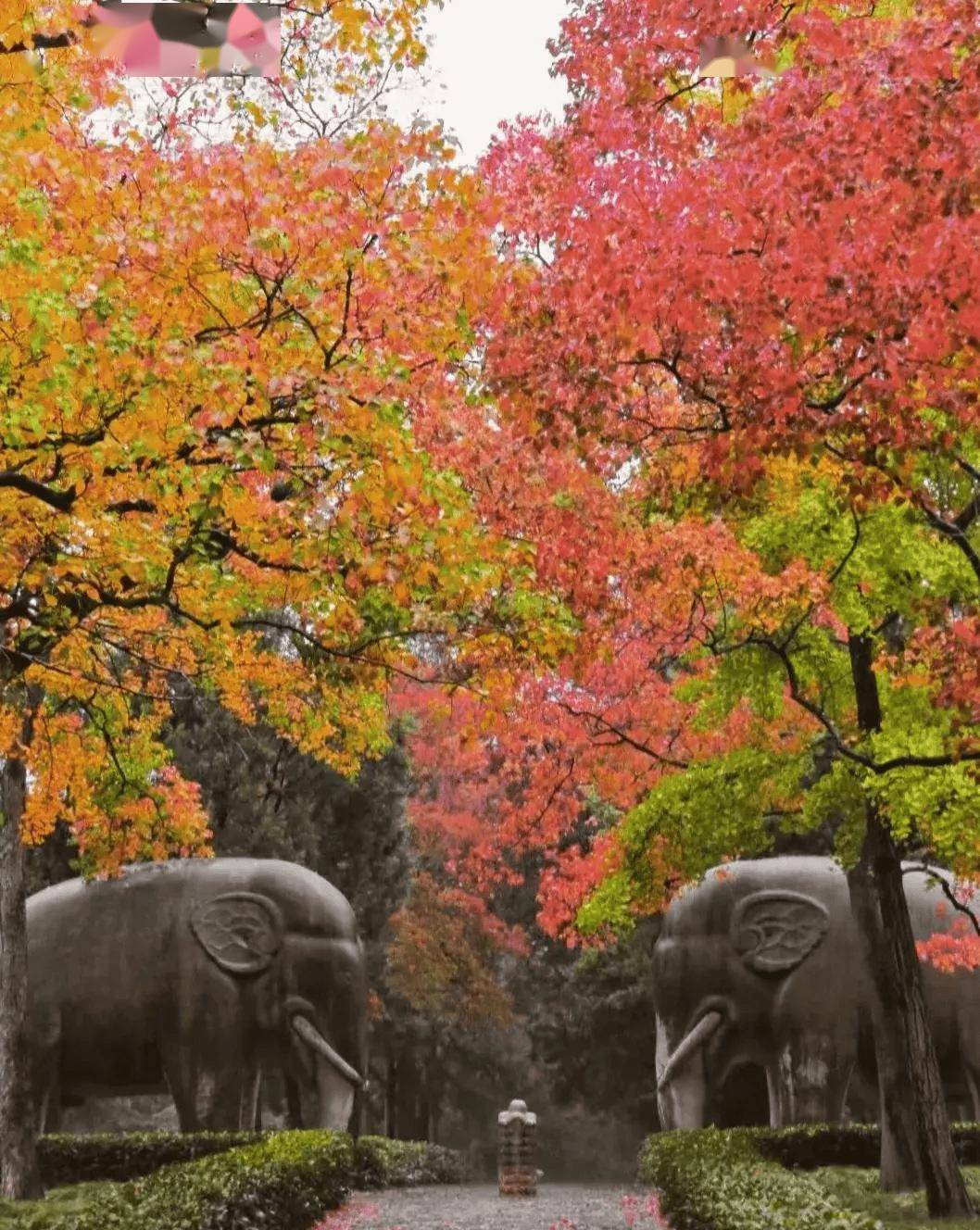 这里的秋天值得所有人期待_南京_明孝陵_枫叶