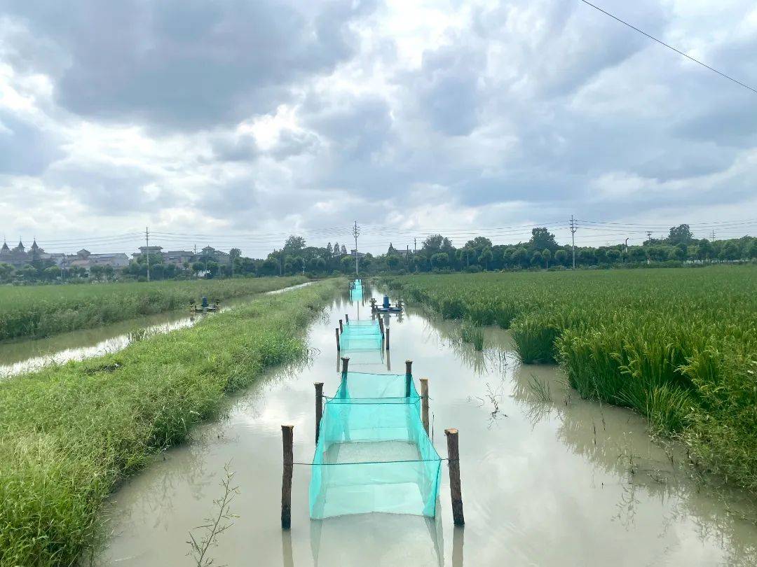 接下来有机水稻,稻田黄鳝陆续上市_费月强_龙虾_养殖