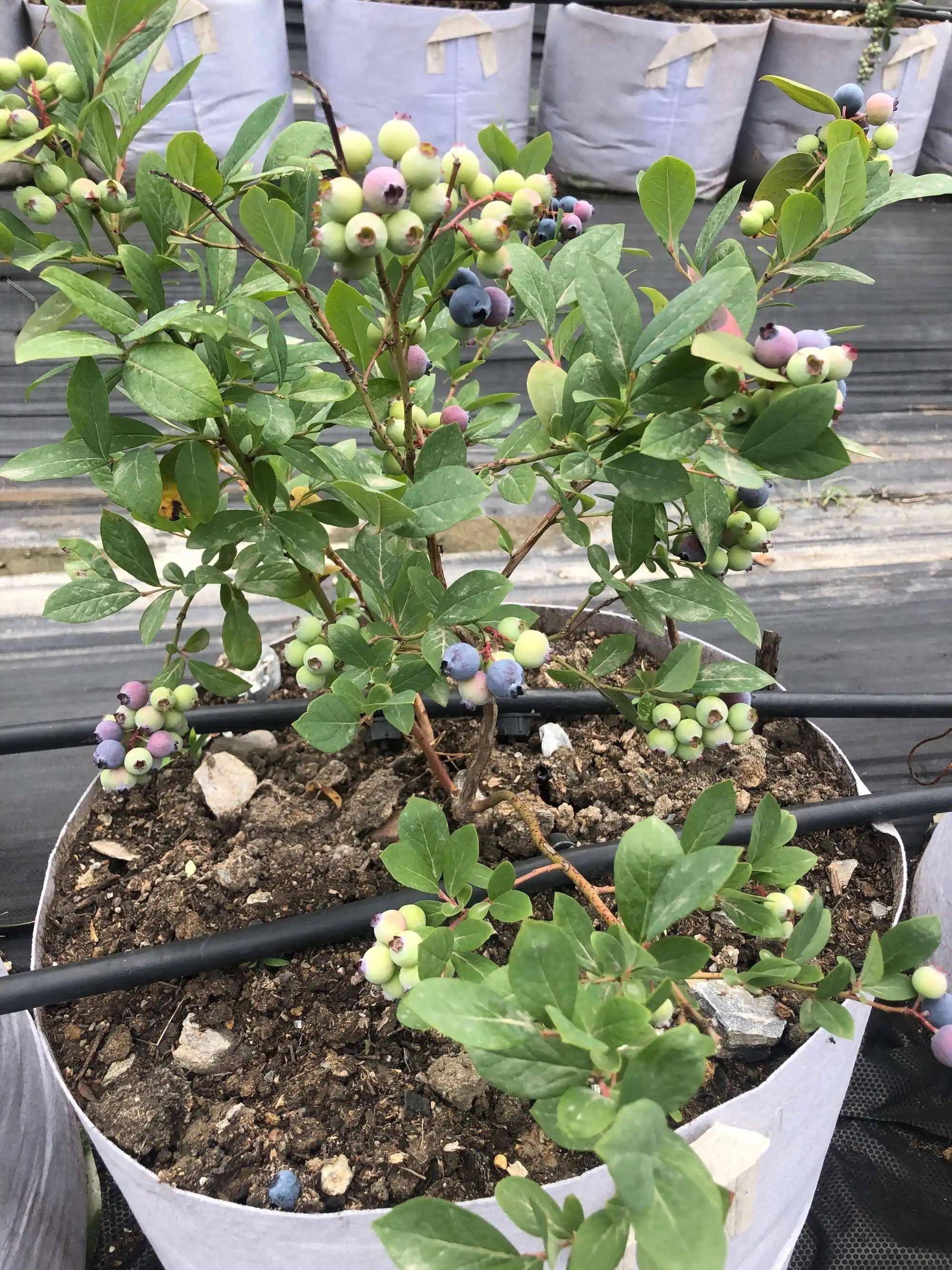 也可以让蓝莓长势更好,结果过多,种植盆栽蓝莓,只要盆土没有问题,种植