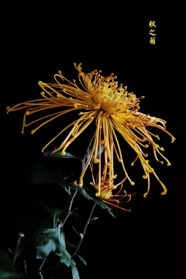 黑色菊花壁纸图片