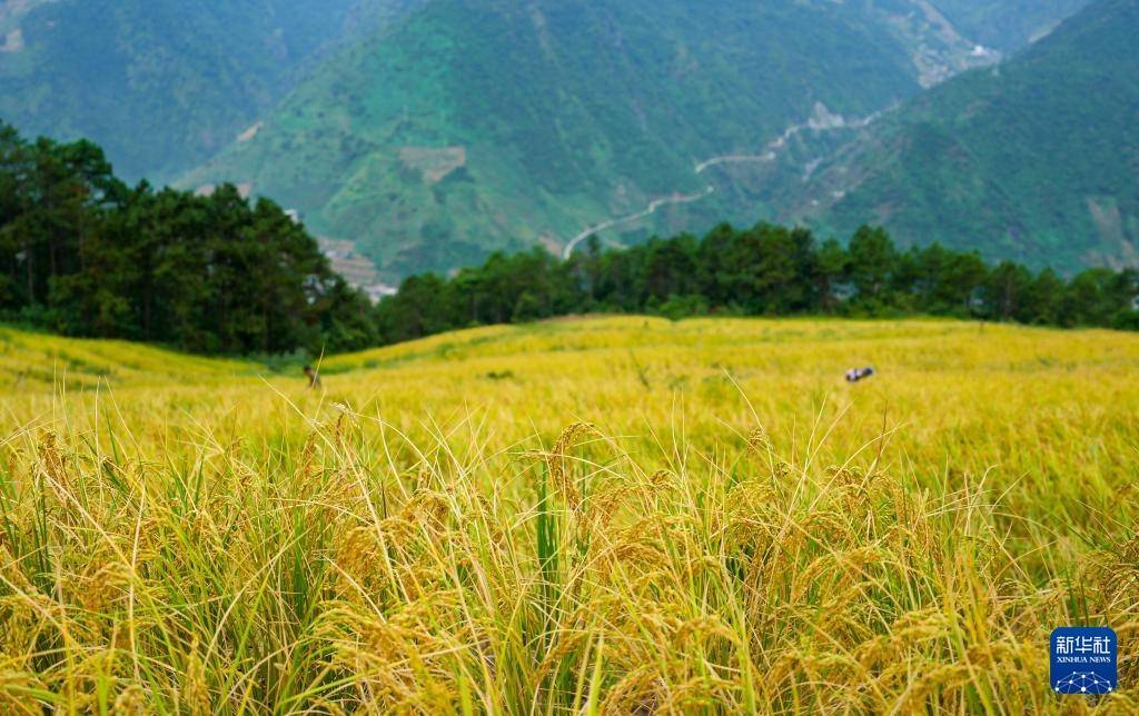 秋收时节,云南省怒江傈僳族自治州万亩旱地优质稻进入收割期.