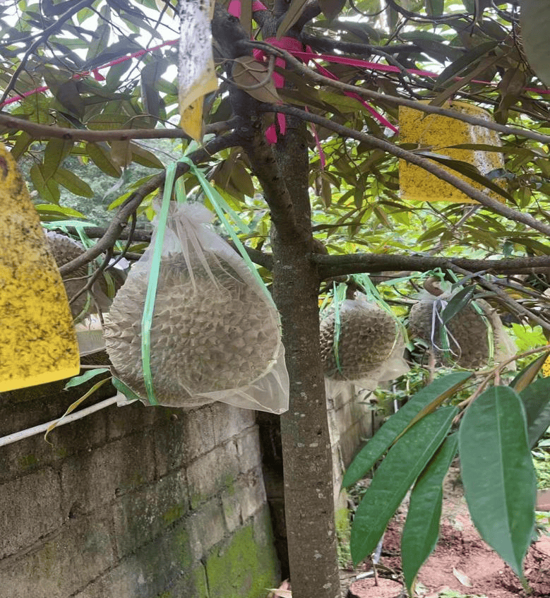 湖南种植榴莲成功图片