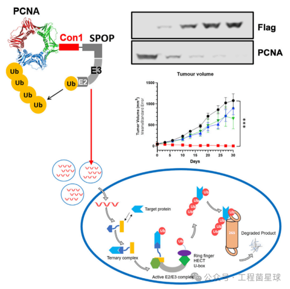 体外转录(IVT) mRNA再次牵手热门领域——PROTAC疗法_蛋白_bioPROTAC_研究