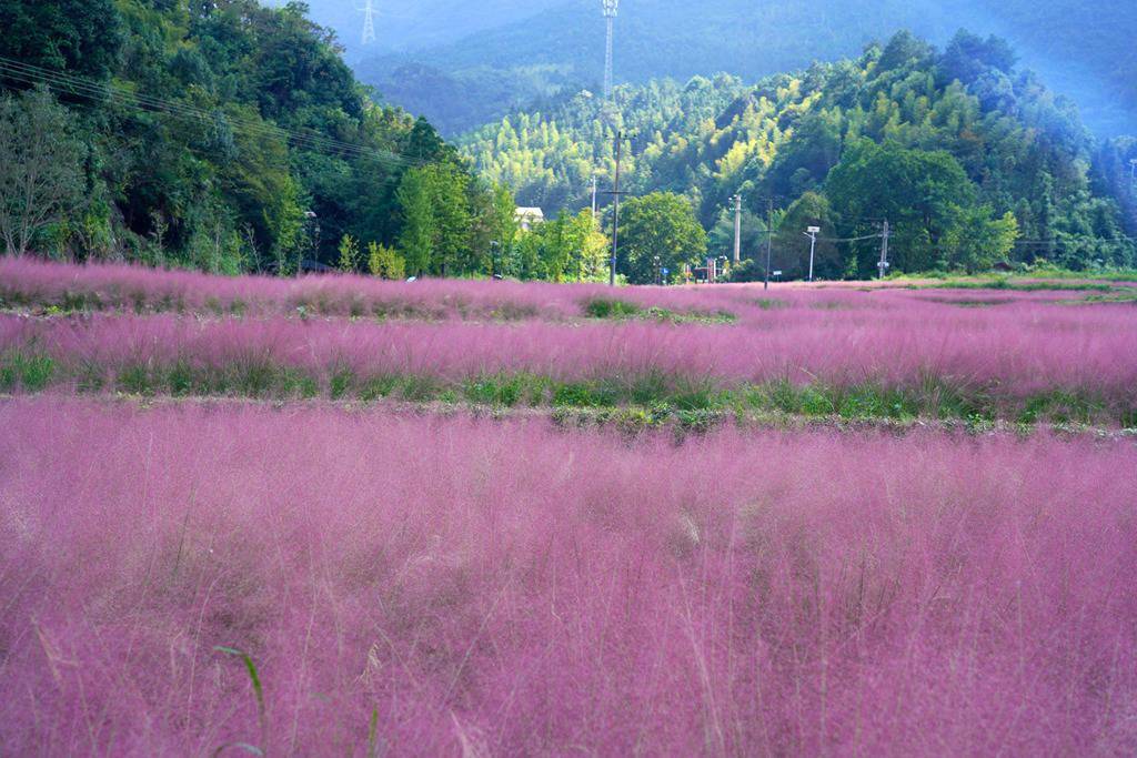 湖南永州:粉黛乱子草成片盛开呈现粉红"海洋"
